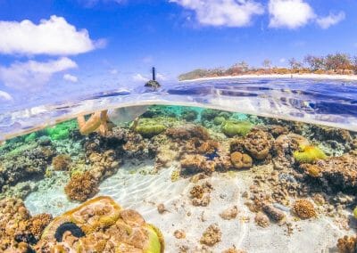 Lady Elliot Island 1 by Scout Hinchcliffe