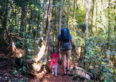 Springbrook Wanderings by Neville Clark